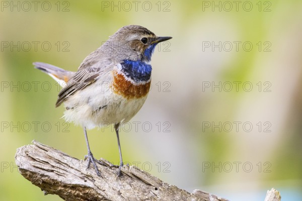 Bluethroat (Luscinia svecica cyanecula) Male Germany