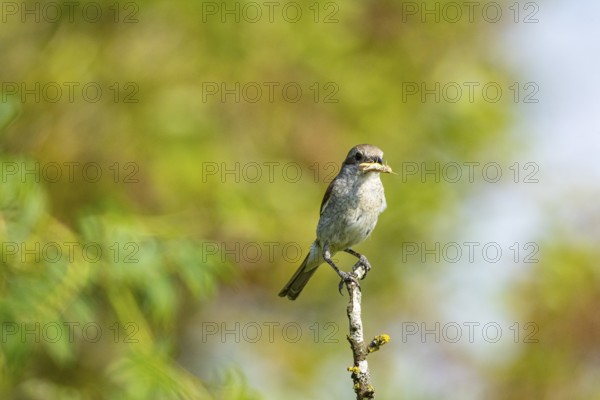 Red-backed shrike (Lanius collurio) wbl Germany