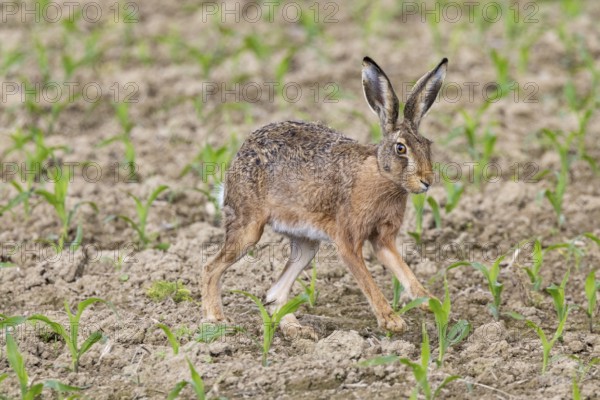 European hare (Lepus europaeus) Germany