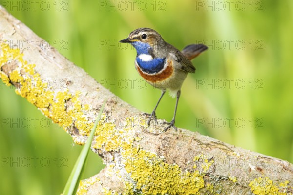 Bluethroat (Luscinia svecica cyanecula) Male Germany