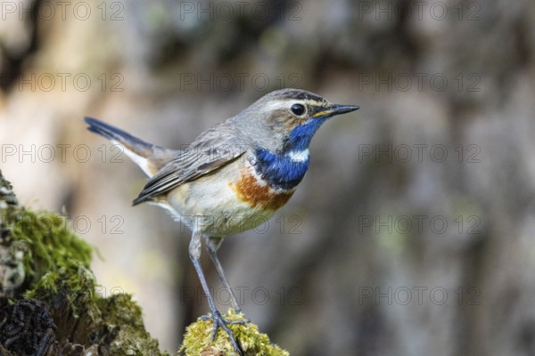 Bluethroat (Luscinia svecica cyanecula) Male Germany