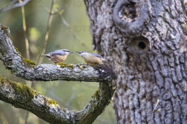 Nuthatch (Sitta europaea) courtship feeding Germany