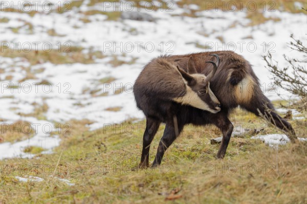 An adult male chamois (Rupicapra rupicapra) stands in a partially snow covered meadow and grooms himself