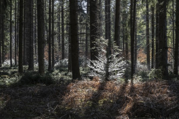 Light in the forest, Emsland, Lower Saxony, Germany, Europe