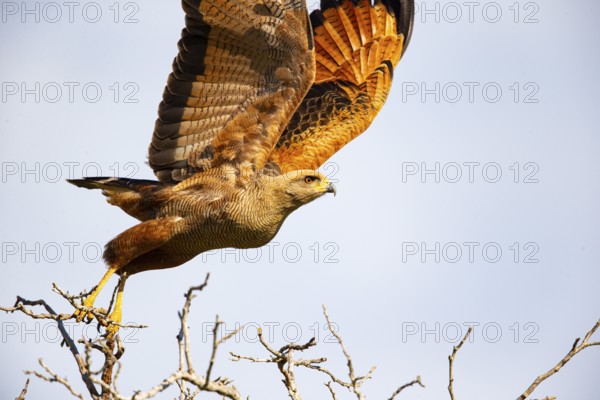 Savannah Buzzard (Heterospizias meridionalis) Pantanal Brazil