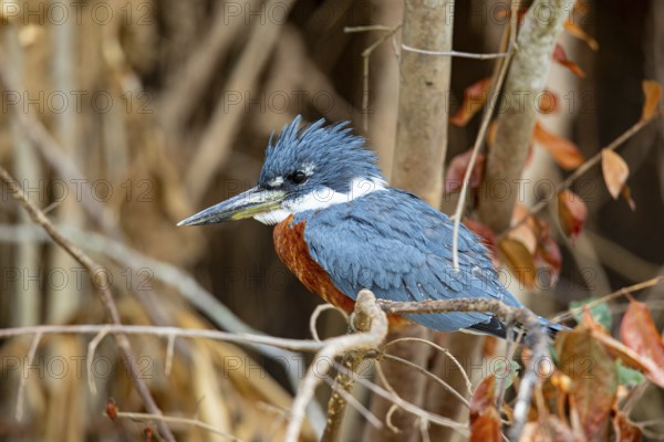 Ringed kingfisher (Ceryle torquata) Pantanal Brazil