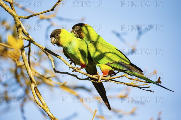 Nanday parakeet (Aratinga nanday) Pantanal Brazil