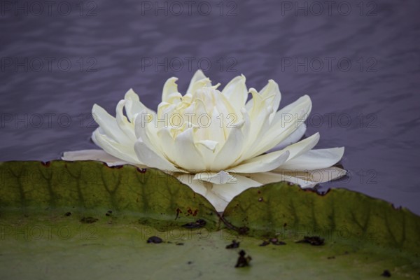 Giant water lily (Victoria amazonica) Pantanal Brazil