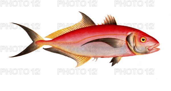 Fish, fish, group of perch relatives, scomber predator, red mackerel, the red mackrel, Historical, digitally restored reproduction from a 19th century original, Record date not stated