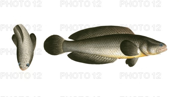 Fish, Pisces, Ophicephalus punctatus, Channa punctata, the spotted snakehead, Historic, digitally restored reproduction from a 19th century original, Record date not stated