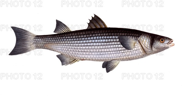 Fish, Fish, Mugil caphalus, Flathead grey mullet, Historic, digitally restored reproduction from a 19th century original, Record date not stated