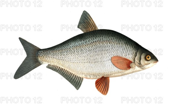 Fish, Fishes, Genus of carp fish, Cyprinus blicca, the Blicca bjoerkna, Historical, digitally restored reproduction from a 19th century original, Record date not stated