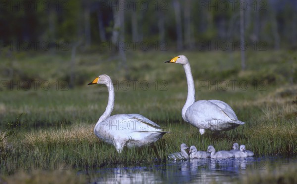 Whooper swan. Cygnus cygnus. A pair of whooper swans leaves the nest area with the new born cygnets. Kuusamo area. Finland