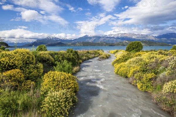 Large bushes of yellow flowering lupins on the banks of a torrent flowing into Lago General Carrera, snow-capped mountains in the background, Puerto Rio Tranquilo, Aysen region, Patagonia, Chile, South America