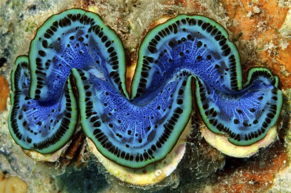 Underwater photo Close-up of open giant clam (Tridacna gigas) popular name killer clam with blue mantle is grown between corals (Scleractinia) in tropical coral reef, Red Sea, Egypt, Africa