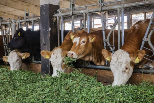 Oberlausitz, Saxony, Germany - Cattle eat fresh grass in the barn, the animals on this farm are kept in a species-appropriate manner on straw, with generous space above organic standards and fed with the farm's own feed, after eating the cattle are also allowed to return to the outside areas