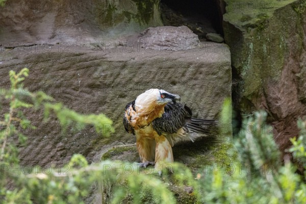 Bearded vulture (Gypaetus barbatus) captive Germany
