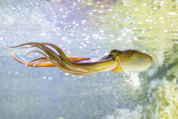 Common octopus (Octopus vulgaris) swimming under water, captive, Germany, Europe