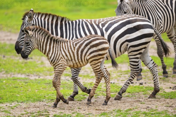Plains zebra (Equus quagga) mother and foal walking on a meadow, Germany, Europe
