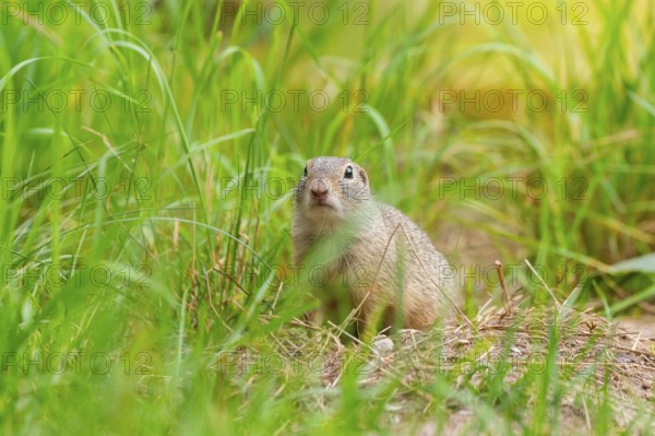 European ground squirrel (Spermophilus citellus) on a meadwo, Bavaria, Germany, Europe