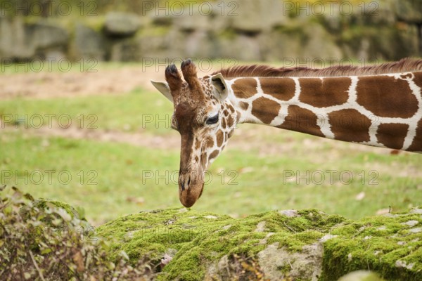Reticulated giraffe (Giraffa camelopardalis reticulata), portrait, Germany, Europ, Europe