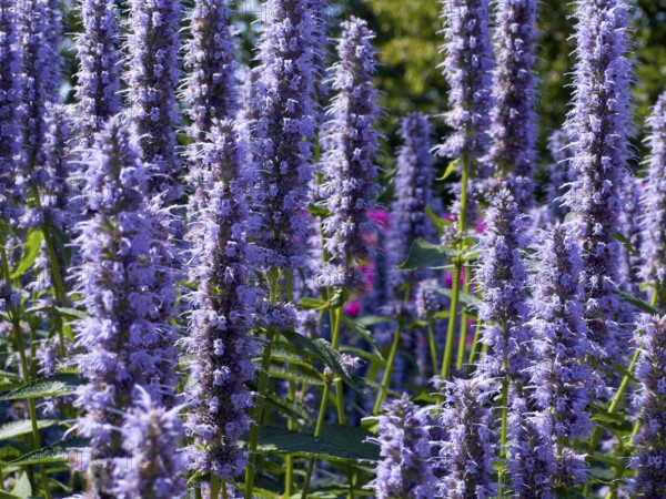 Flower impression, anise hyssop (Agastache foeniculum)
