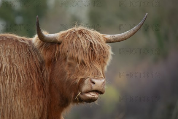Highland cattle or cow (Bos taurus taurus) adult farm animal head portrait, England, United Kingdom, Europe