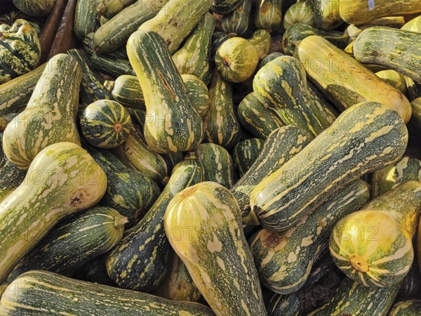 Butternut squash, Lower Saxony, Germany, Europe
