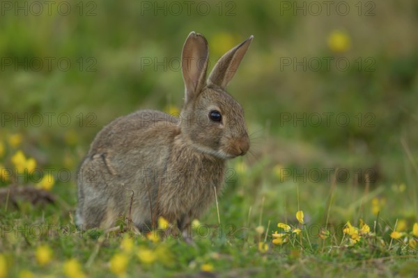 Rabbit (Oryctolagus cuniculus) wild adult animal in grassland with yellow summer flowers, England, United Kingdom, Europe