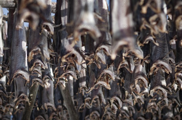Cod from the Barents Sea, dried fish production, Reine, Lofoten Island Moskenesøya, Moskenesoya, Lofoten, Northern Norway, Norway, Europe