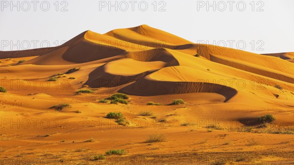 Wind-sculpted curved sand dunes in the Rub al Khali desert, Dhofar province, Arabian Peninsula, Sultanate of Oman