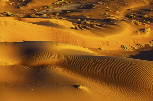 Wind-sculpted sand structure with green vegetation, in the Rub al Khali desert, Dhofar province, Arabian Peninsula, Sultanate of Oman