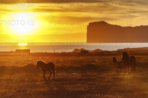 Foal and mare, Icelandic horses (Equus islandicus), coast, midnight sun, Hofsos or Hofsós, Skagafjörður, Norðurland, Iceland, Europe