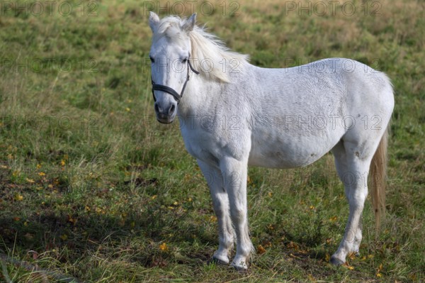 White riding horse in the pasture, Mecklenburg-Vorpommern, Germany, Europe