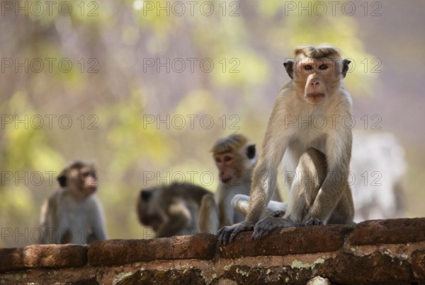 Ceylon hat monkeys (Macaca sinica) in the ruined city of Polonnaruwa, Central Province, Sri Lanka, Asia