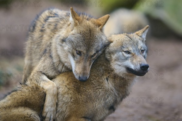 Wolf (Canis lupus), two wolves fighting with each other during mating season, Germany, Europe