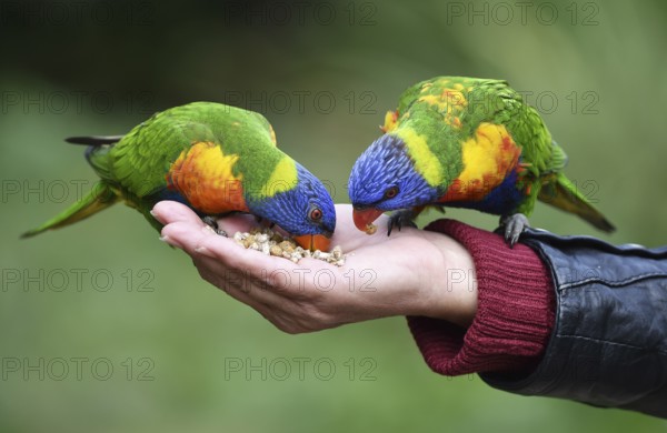 Lorikeet, (Loriini) in Marlow Bird Park, Mecklenburg-Western Pomerania, Germany, Europe