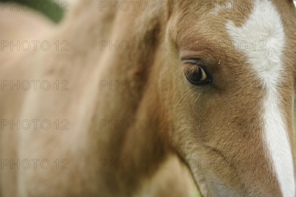 Close-up of a horse with focus on the eye and the white blaze, Welsh pony, Bavaria