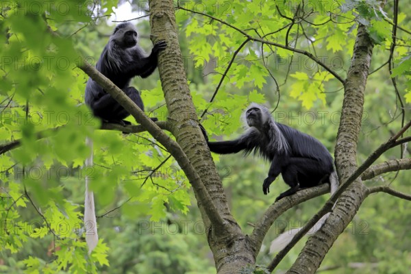 White-bearded snub-nosed monkey (Colobus polykomos), adult, two, sitting, on tree, foraging, vigilant