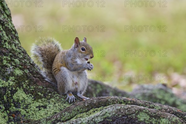 American grey squirrel (Sciurus carolinensis), sitting on a tree root in a green and natural environment, Pembroke Pines, Florida, USA, North America
