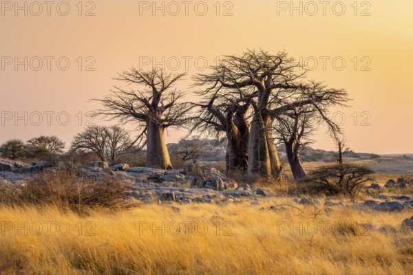African baobab or baobab tree (Adansonia digitata), several trees at sunrise, Kubu Island (Lekubu), Sowa Pan, Makgadikgadi salt pans, Botswana, Africa