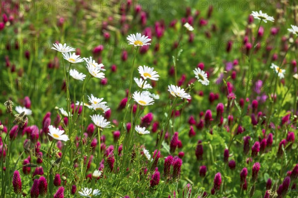 Flowering meadow with daisies (Leucanthemum) and incarnate clover (Trifolium incarnatum) in bloom, Saxony, Germany, Europe