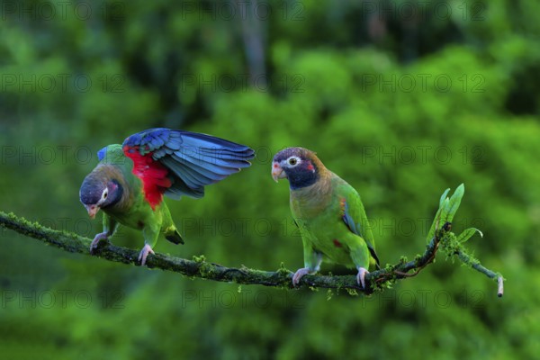 Two Brown-hooded Parrots (Pyrilia haematotis) sitting on a branch, one with open wings, Costa Rica, Central America