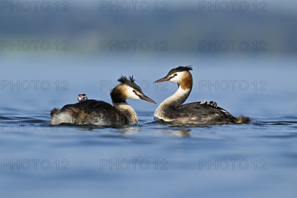 Great Crested Grebe (Podiceps Scalloped ribbonfish), pair with chicks in plumage swimming in the water, Lake Zug, Kanon Zug, Switzerland, Europe
