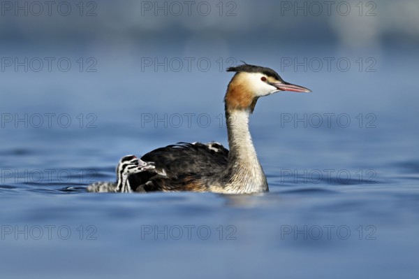 Great crested grebe (Podiceps scalloped ribbonfish), with chicks swimming in the water, Lake Zug, Kanon Zug, Switzerland, Europe