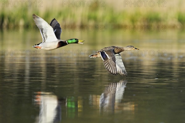 Mallard ducks (Anas platyrhynchos), formation in flight, Switzerland, Europe