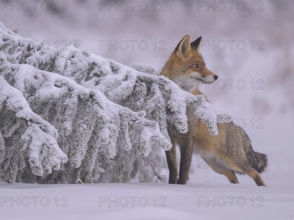 Red fox (Vulpes vulpes), seeking shelter under branches on a spruce covered in ice and snow on a hazy, foggy winter's day. Biosphere reserve, Swabian Alb, Baden-Württemberg, Germany, Europe