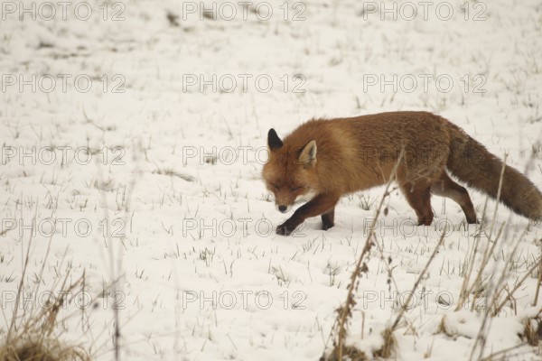 Fox (Vulpes vulpes) foraging in the snow, Allgäu, Bavaria, Germany, Allgäu, Bavaria, Germany, Europe