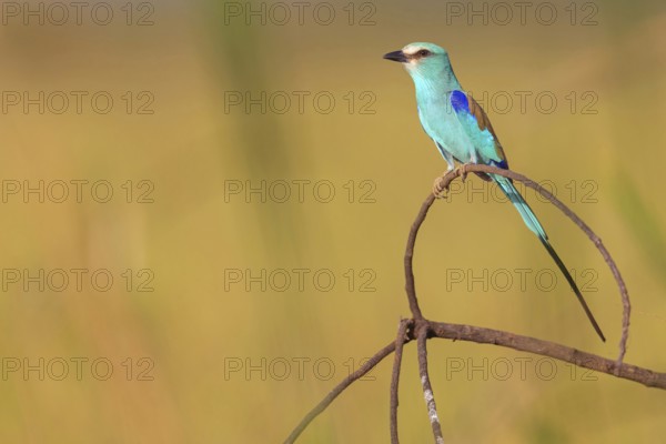 Abyssinian roller (Coracias abyssinica), Kuntaur rice fields, Kuntaur, South Bank, Gambia, Africa