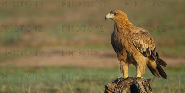 Spanish imperial eagle (Aquila adalberti), El Millaron Imperial Eagle Hid, Salorino, Extremadura Caceres, Spain, Europe